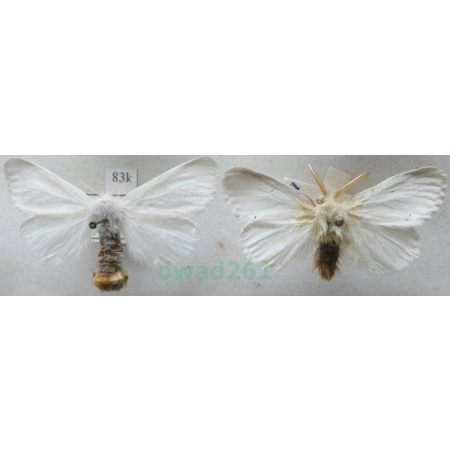 Euproctis chrysorrhoea (Linnaeus, 1758) pair Kuprówka rudnica Czech83k